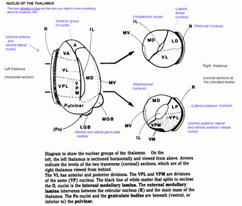 Anatomy 9535b - Download visual presentations