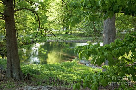 Cypress Pond Photograph by Iris Greenwell