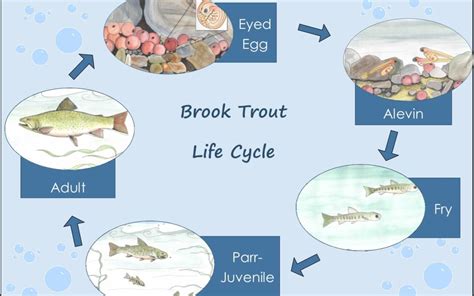 brown trout life cycle