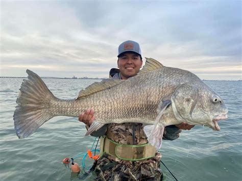 Corpus Christi-area angler catches, releases 'massive' drum estimated to be about 40 pounds