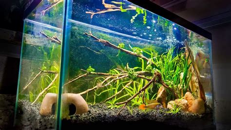 Designing A Stunning 10 Gallon Planted Aquarium - Betta Fish World