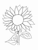 Sunflower Drawing Easy At GetDrawings  Free Download sketch template