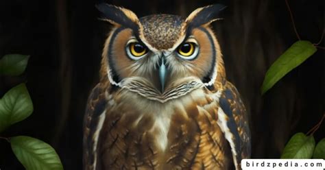 OWL LEGS : Anatomy and the Science Behind Silent Predators Secret Weapon