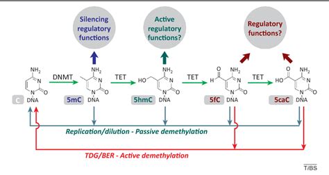 Figure 1 from Potential functional roles of DNA demethylation intermediates. | Semantic Scholar