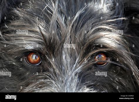 Dog eyes close up Stock Photo - Alamy