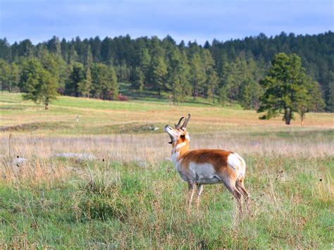 IMG_9522 Pronghorn | Custer State Park | I-Ting Chiang | Flickr