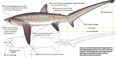 Alopias superciliosus | Shark-References