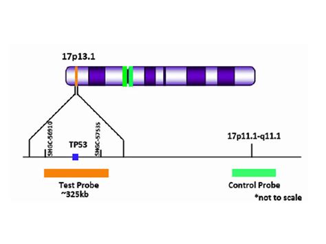 TP53 (17p13) Orange + Copy Control 17 Green FISH Probe - Biocare Medical