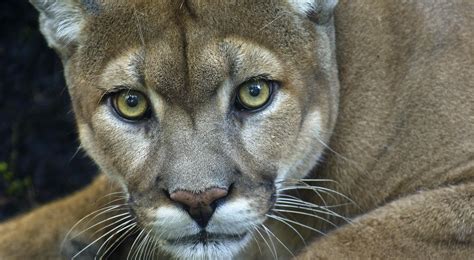 Cerco recuperar ir a buscar el puma americano Manual Estándar Memorándum