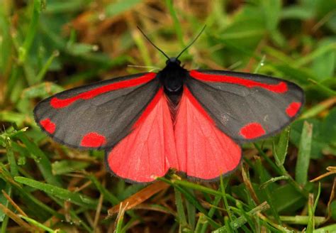 Cinnabar Moth (Tyria jacobaeae) JUNE 16TH 2009 | Explore I h… | Flickr