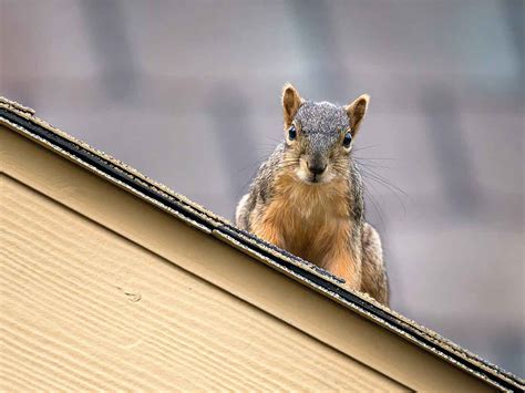 How Do I Get Rid Of Squirrels In My Ceiling | Shelly Lighting