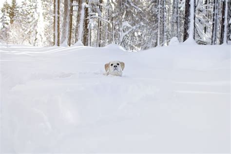 Winter Hiking in Lake Tahoe with your Dog – Dont Stop Retrieving