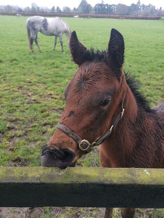 Irish National Stud & Gardens (Tully, Ireland): UPDATED March 2019 Top Tips Before You Go (with ...