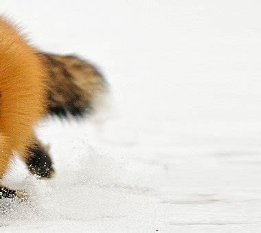 Winter Wildlife Photography Workshop 2 Spaces Left | Jeff Wendorff's ...