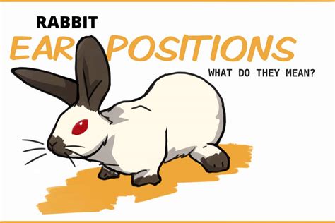 All About Rabbit Ear Positions and What They Mean