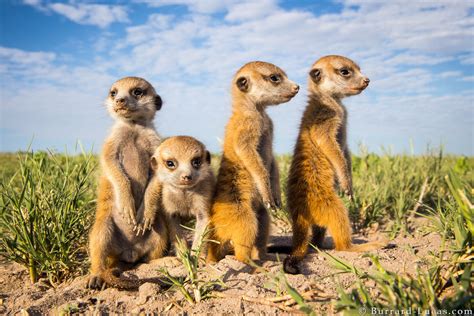 Meerkat Babies - Burrard-Lucas Photography