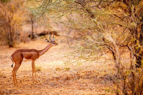 Gerenuk Facts: The Sweet, The Awesome & The Absurd