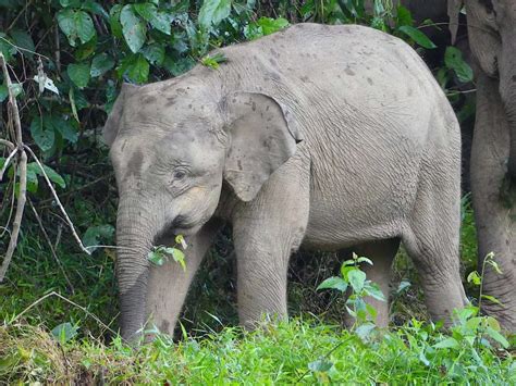 4 Best Places to See Pygmy Elephants in Borneo