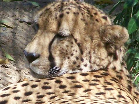 stock- Cheetah - Sleeping 2 by Kaltyr on DeviantArt