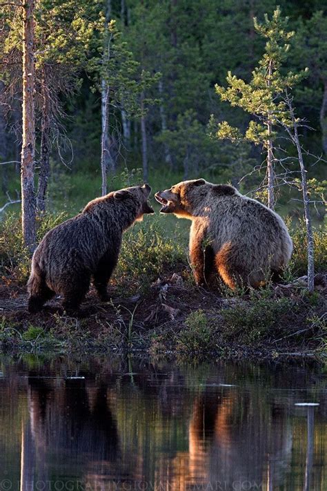 Wildlife photography bears in the woods #wildlife #nature #bear #woods #outdoor #wild #animal ...