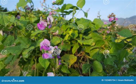 The Fabaceae or Leguminosae, Commonly Known As the Legume, Pea, or Bean Family Stock Photo ...