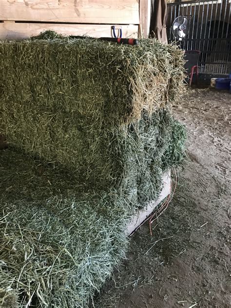 Horse Hay: The Best Kind To Buy And How To Choose It