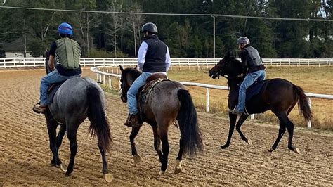 Top Horse Training Methods: Find The Right One For You