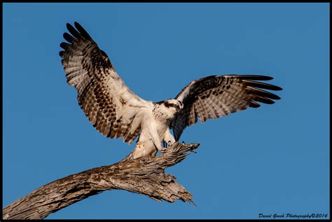 Osprey Landing by AirshowDave on DeviantArt