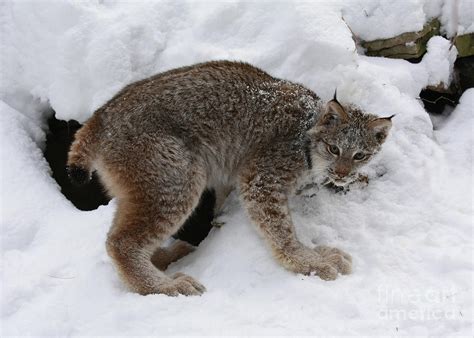 Baby Lynx Staying Close To Its Winter Den Photograph by Inspired Nature Photography Fine Art ...