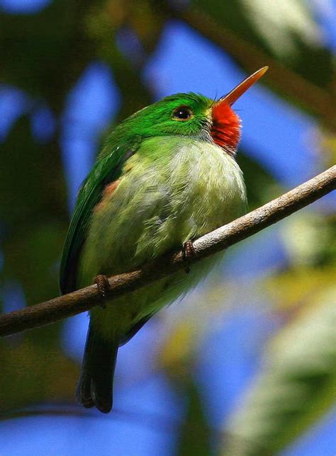 Jamaican Tody. #Birds #Exotic #Jamaica | Jamaica | Pinterest | Bird, Beautiful birds and Kingfisher