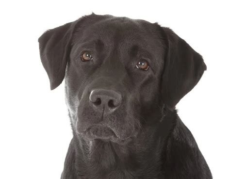 Labrador Retriever Dog Breed Information & Characteristics