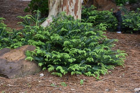 Prostrate Japanese Plum Yew (Cephalotaxus harringtonia 'Prostrata') in ...