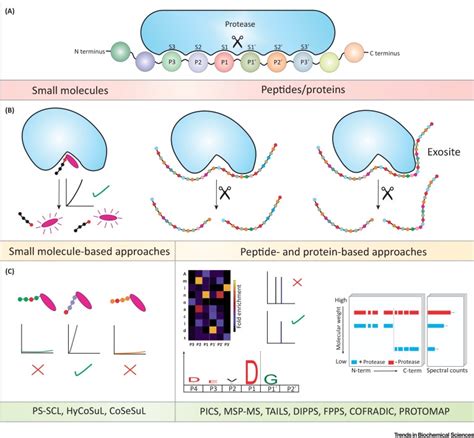 Protease Specificity: Towards In Vivo Imaging Applications and Biomarker Discovery: Trends in ...