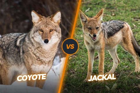 Jackal Vs Coyote: Key Differences & Comparison