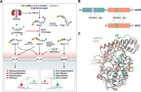 Frontiers | Small molecule angiotensin converting enzyme inhibitors: A ...