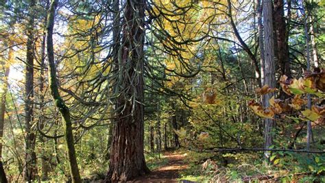 Oregon Top 5: Best hikes in Eugene