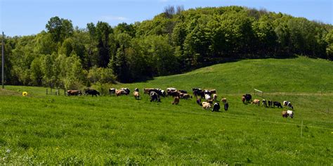 Cow Pasture