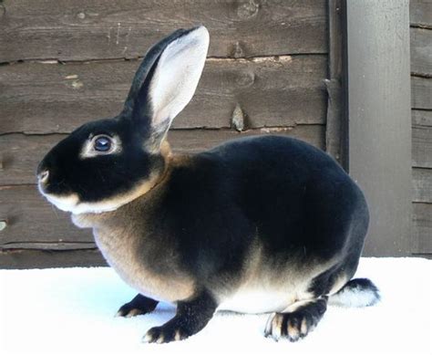 Black Otter Rex Rabbits | Black otter rex rabbit, Baby animals, Pet rabbit