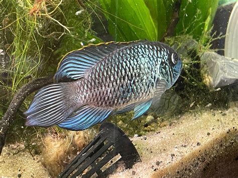 Electric Blue Acara Breeding - Fish Breeding - C.A.R.E.