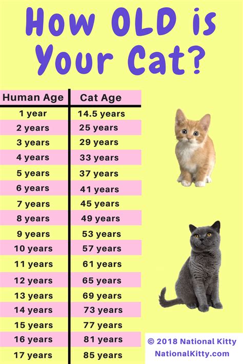 How old is your cat in cat years? Convert your cat's age from human ...