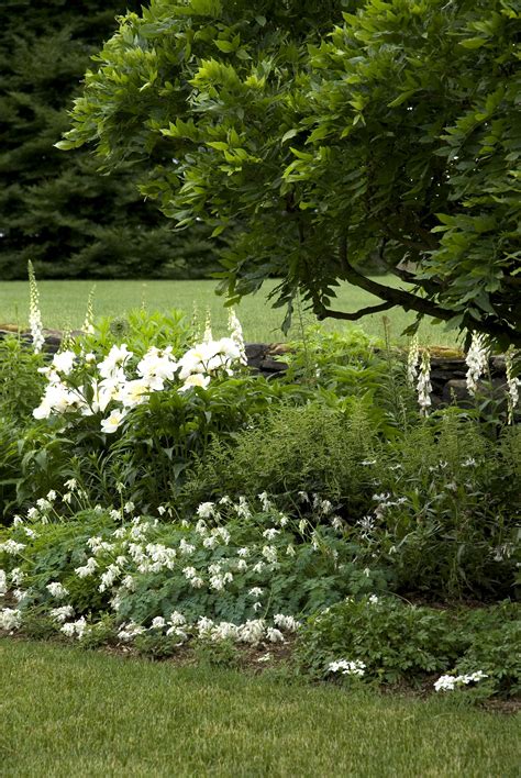 White Garden Flowers In Bloom Now - When Do Hydrangeas Bloom Diy : That is why i'm going to show ...