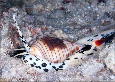 Nassarius glans, Raja Ampat | Ocean creatures, Marine animals, Sea animals