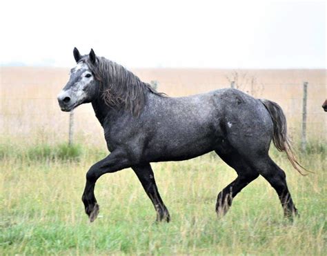 Percheron Horse- History, Colors, Uses, and Facts - Seriously Equestrian