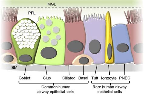 1 Schematic of common and rare cell types of the human airway ...