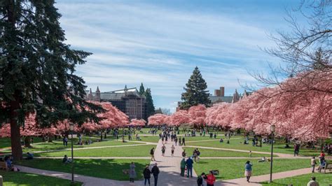 Guide to Seattle’s Cherry Blossoms | Totally Seattle