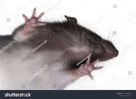 1,733 Rat Foot Images, Stock Photos & Vectors | Shutterstock