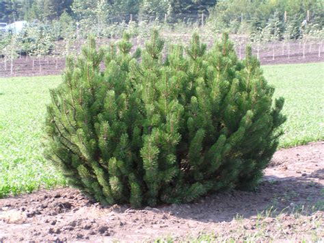 Képtalálat a következőre: „pinus mugo” | Colorado gardening, Mugo pine, Small flowering plants