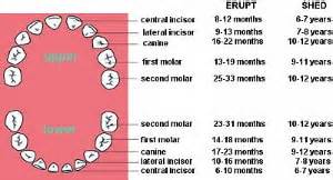 What Is The Function Of Incisor Teeth - TeethWalls