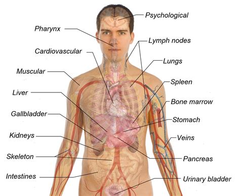 Human Organs Diagram Male - koibana.info | 人体解剖, 人体パーツ, 人体解剖学