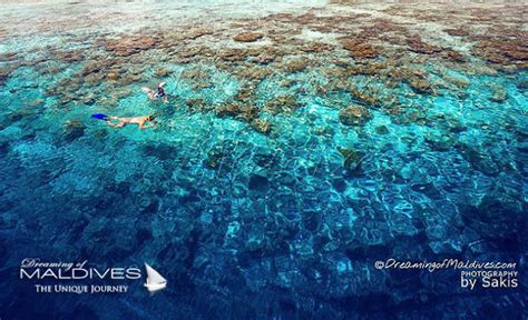 Where is the Best snorkeling in Maldives ? The Best Resorts We've Seen